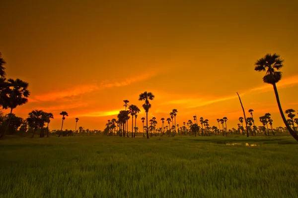 Západ slunce Paddy v Thajsku — Stock fotografie