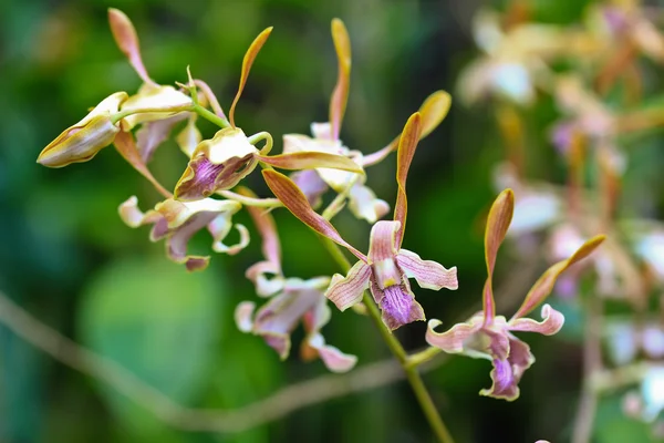 Piękne kwiaty orchidei — Zdjęcie stockowe