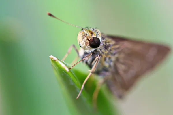 Vlinder aan groene plant — Stockfoto