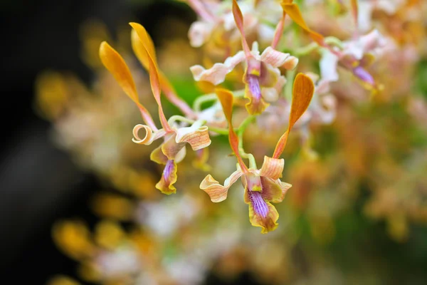 Vackra orkidé blommor — Stockfoto