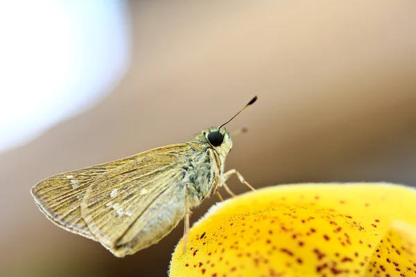 Farfalla su pianta gialla — Foto Stock