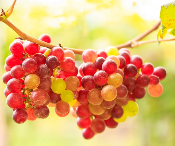 Grapes with green leaves — Stock Photo, Image