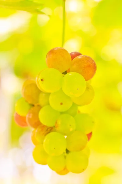 Uvas con hojas verdes —  Fotos de Stock