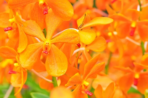 Hermosas flores de orquídea — Foto de Stock