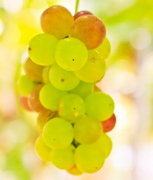 Uvas con hojas verdes —  Fotos de Stock