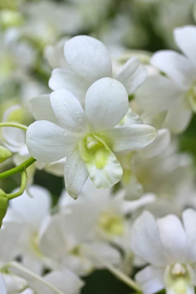 Vackra orkidé blommor — Stockfoto