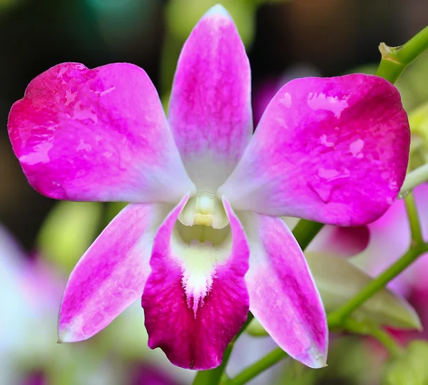 Krásná orchidej květina — Stock fotografie