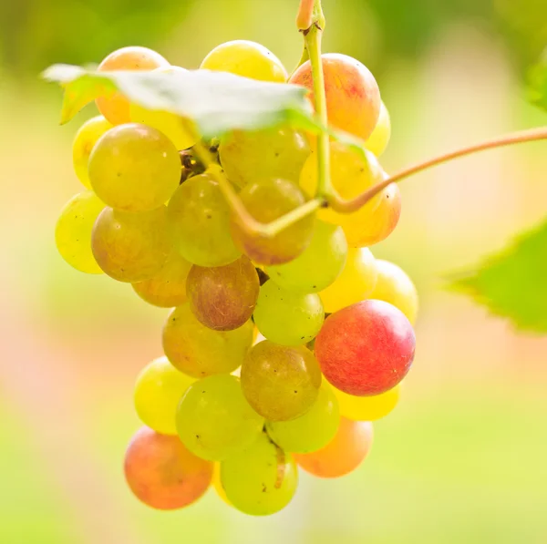 Grapes with green leaves — Stock Photo, Image