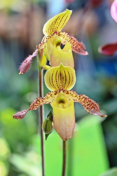 Vackra orkidé blommor — Stockfoto