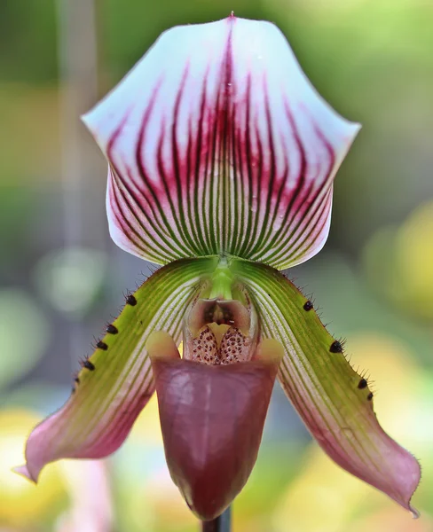 güzel orkide çiçek