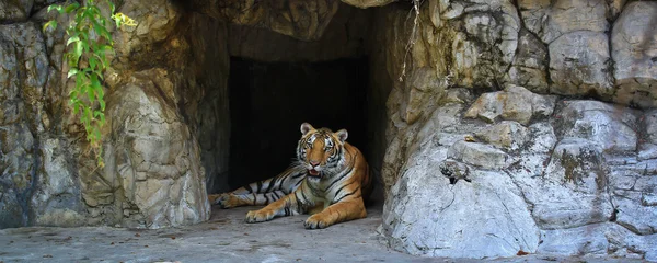 Tigre hermoso en el zoológico —  Fotos de Stock