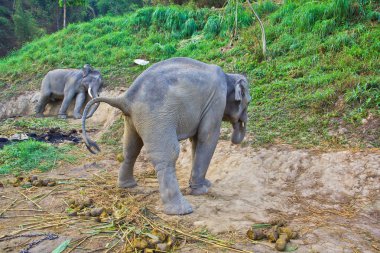 Filler Tayland açık 