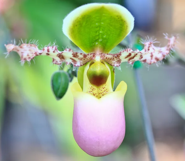 Красивый цветок орхидей — стоковое фото