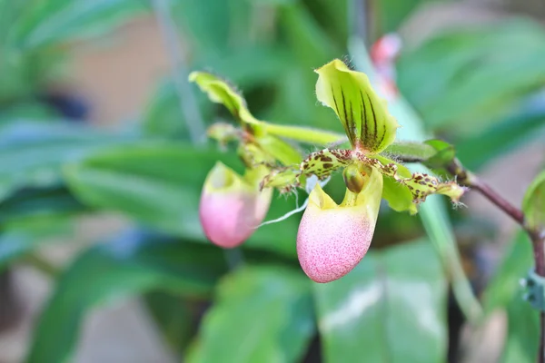 Vackra orkidé blommor — Stockfoto