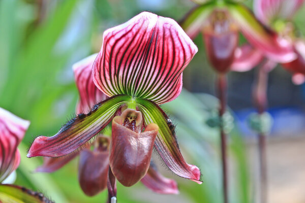 Красивые цветы орхидеи
