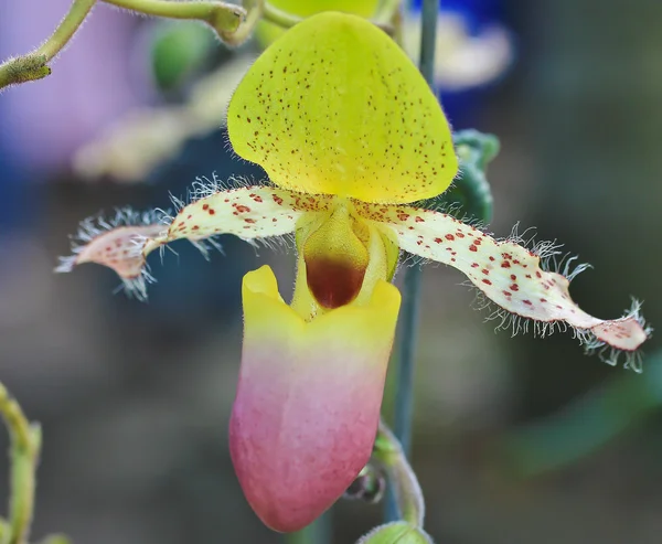 Bellissimo fiore di orchidea — Foto Stock