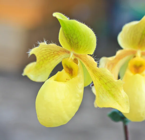 Hermosa flor de orquídea — Foto de Stock