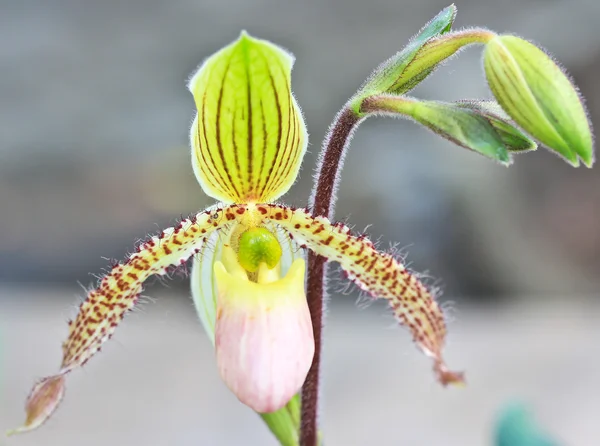 Красивый цветок орхидей — стоковое фото