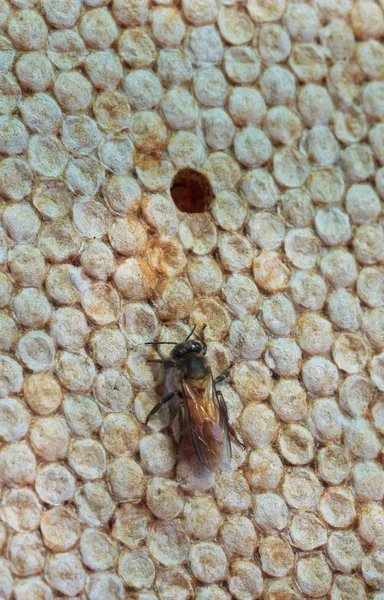 Abelha na colmeia e favo de mel — Fotografia de Stock