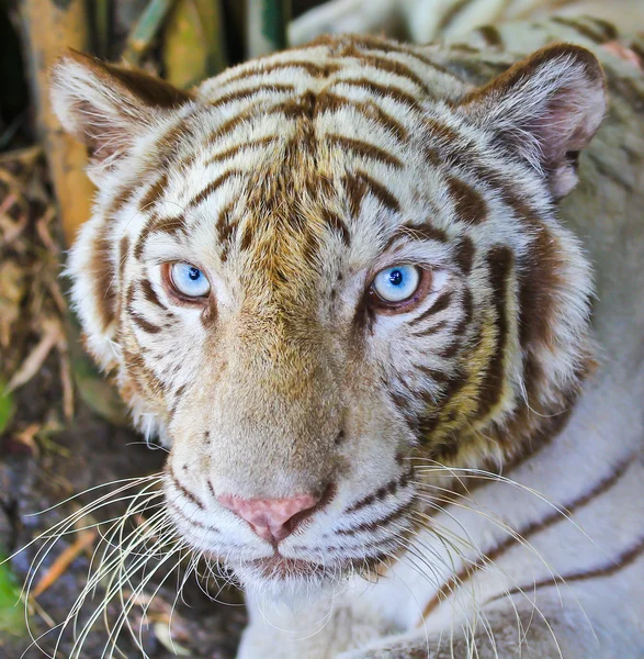 Λευκή τίγρης στο ζωολογικό κήπο — Φωτογραφία Αρχείου