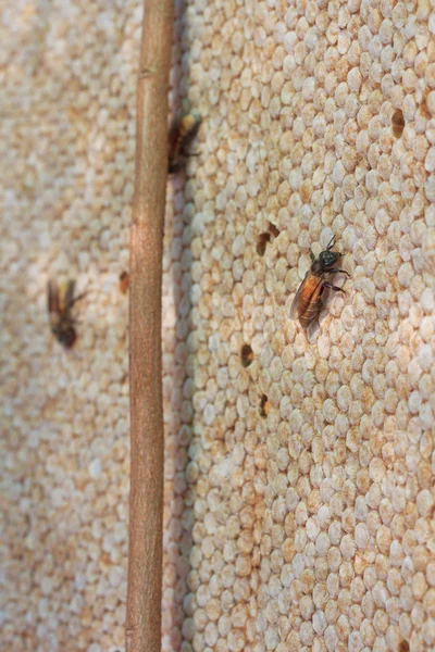 Abelhas na colmeia e favo de mel — Fotografia de Stock