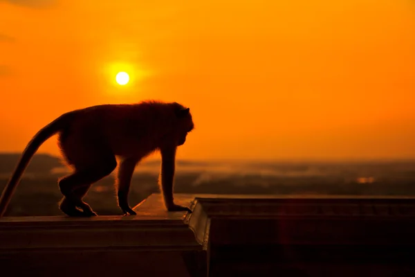 猴子在日落背景 — 图库照片