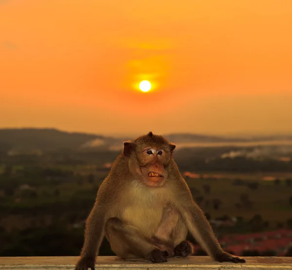 Mono sobre fondo del atardecer — Foto de Stock