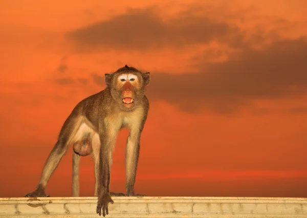 Małpa na tle zachodu słońca — Zdjęcie stockowe