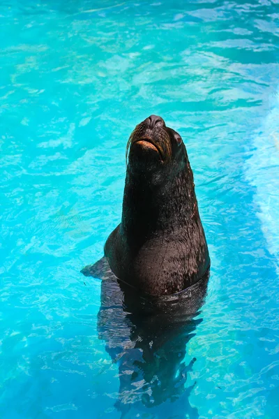 Sigillo del porto nello zoo — Foto Stock