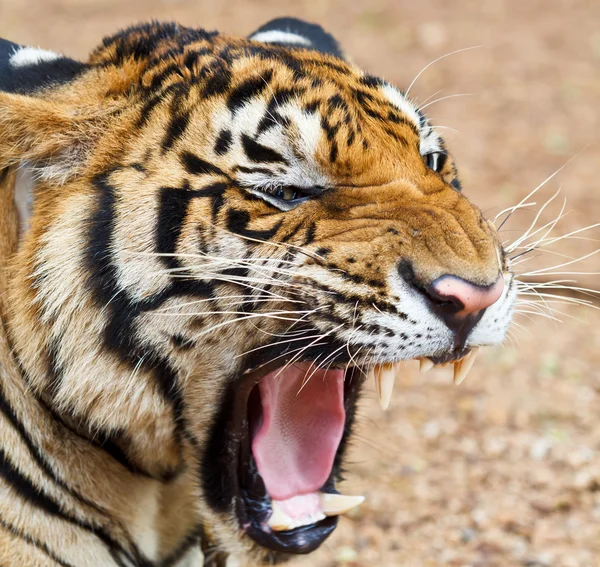 Nahaufnahme Porträt des Tigers — Stockfoto
