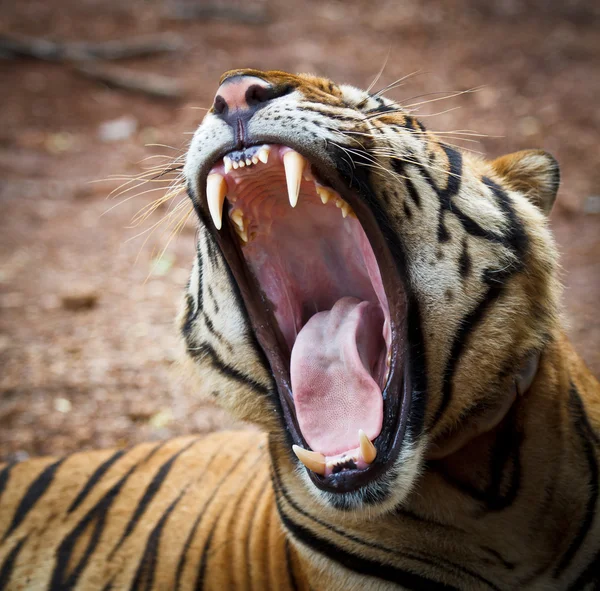 Close up portrait of tiger — Stock Photo, Image