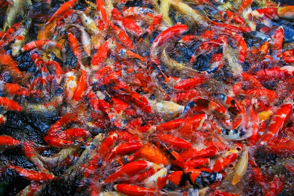 Poissons koï dans l'eau — Photo