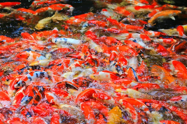 Koi vissen in het water — Stockfoto