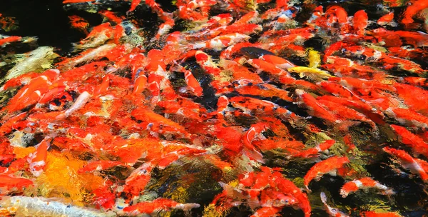 Кои рыбы в воде — стоковое фото
