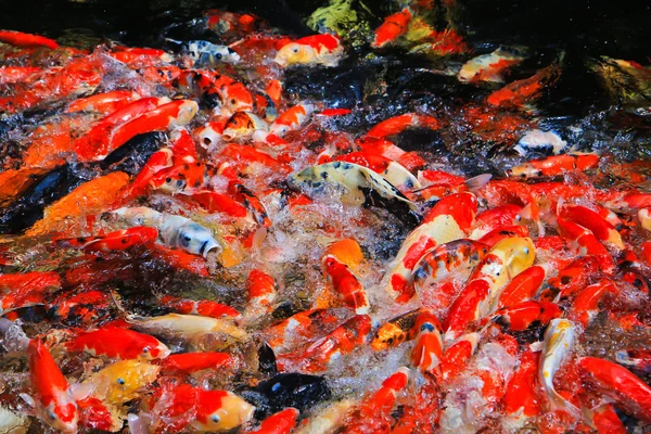 Koi vissen in het water — Stockfoto