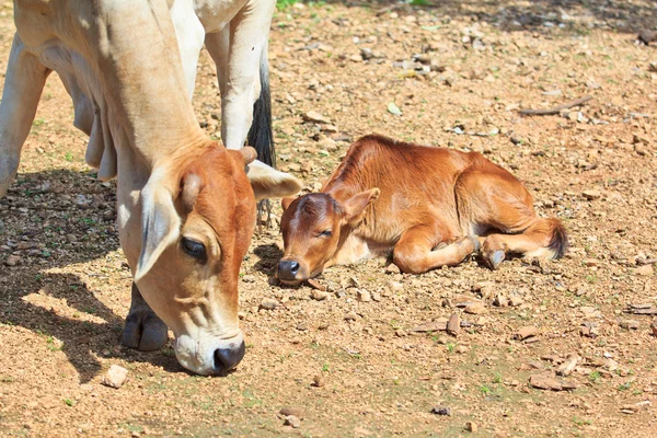 Vaca asiática y ternera —  Fotos de Stock