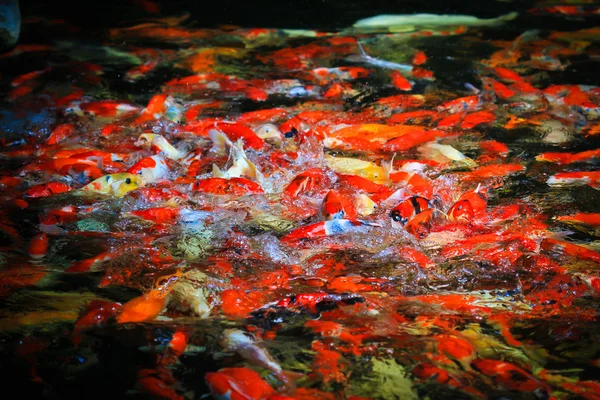 Koi fish In the water — Stock Photo, Image