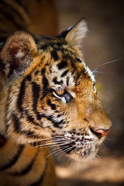 Close up retrato de tigre — Fotografia de Stock