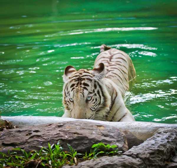 Tigre blanco en zoológico — Foto de Stock