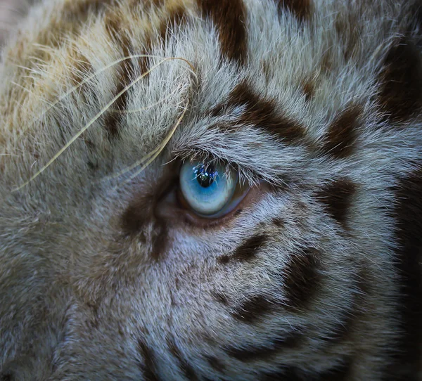 Witte tijger in dierentuin — Stockfoto