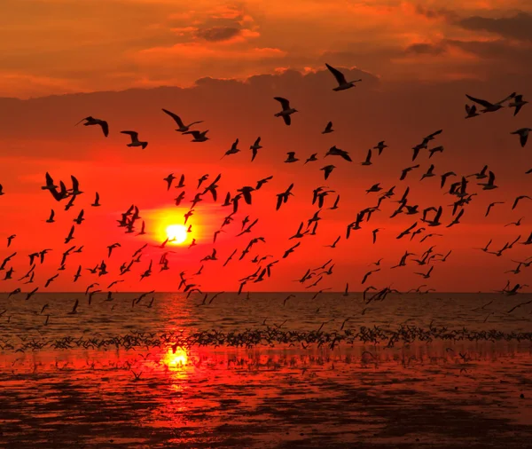 Puesta de sol en el mar y gaviotas volando — Foto de Stock