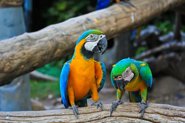 Mooie kleurrijke macaws — Stockfoto