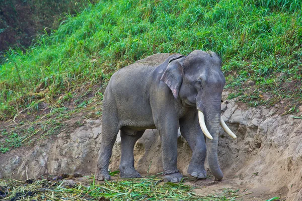 Elephant outdoor en Thaïlande — Photo