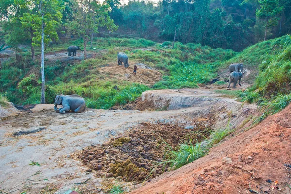 Слоны на открытом воздухе в Таиланде — стоковое фото