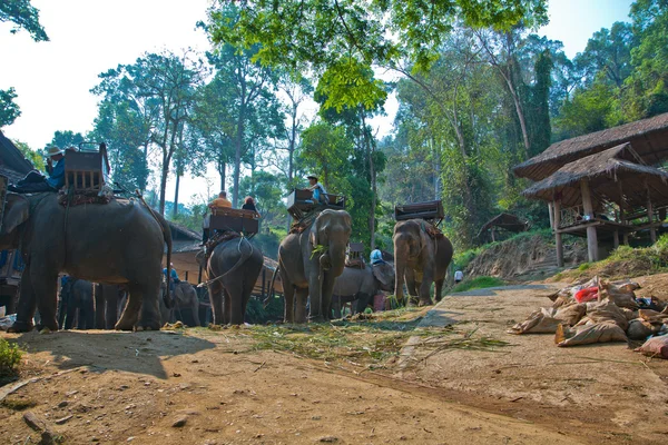 Тайцы на слонах ждут туристов — стоковое фото