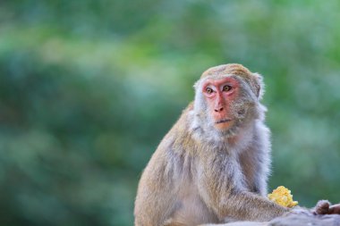 Maymun yeşil zemin üzerine 