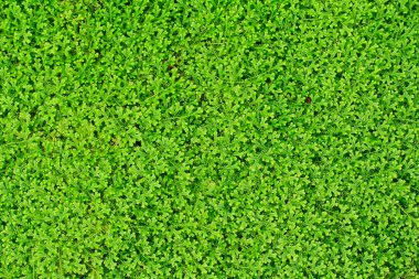 ormandaki eğreltiotu yaprakları