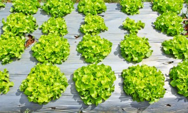 Tarımsal bitki Arsalar