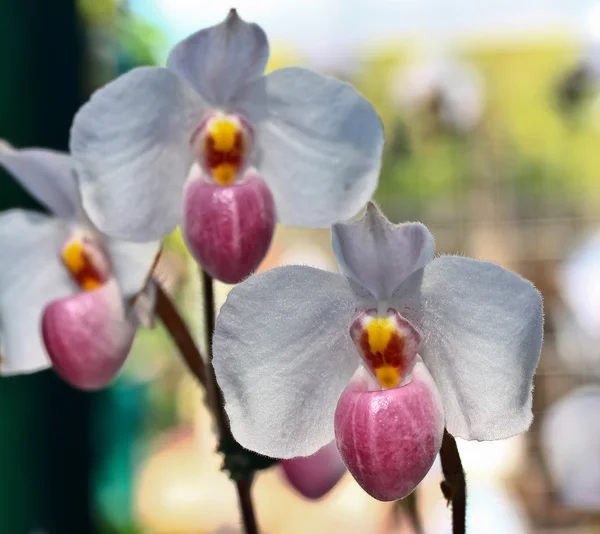 Piękne kwiaty orchidei — Zdjęcie stockowe