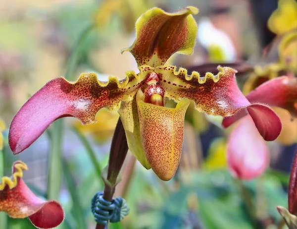 Vacker orkidé blomma — Stockfoto